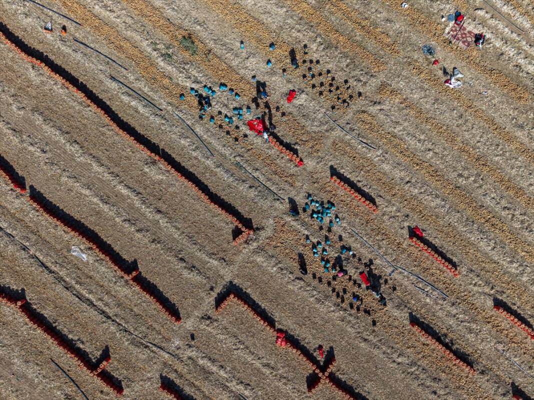 Konya Ovası’nda tablo gibi hasat 6